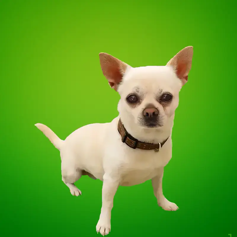 Personal Pablo – Agenturhund auf grünem Hintergrund