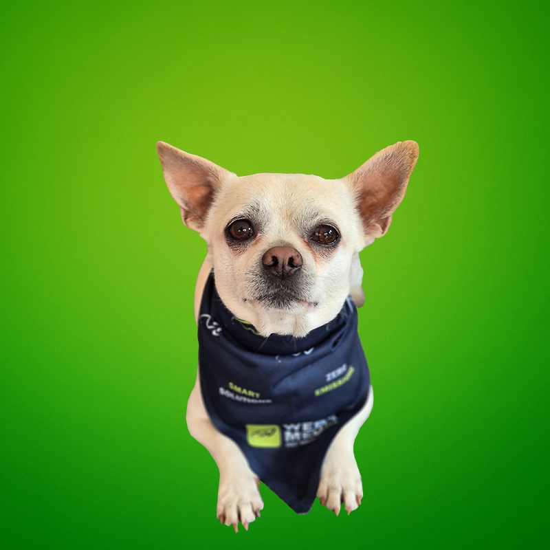 Personal Pablo – Agenturhund auf grünem Hintergrund